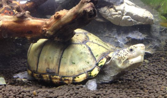 想知道扁东方龟吃什么吗？看过来