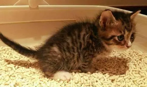 幼猫便秘怎么帮助排便？看看这篇文章