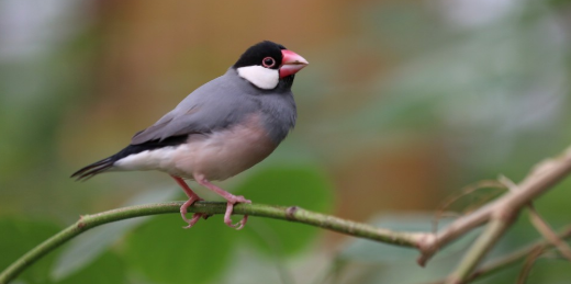 灰文鸟繁殖用草窝好还是木箱好？