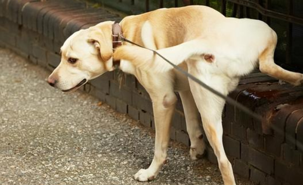 狗狗尿多是怎么回事？快来看看你家狗狗是哪一种原因