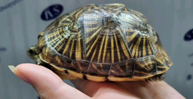 养龟必看：佛罗里达箱龟吃什么水果？