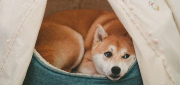 狗狗感冒药哪种牌子好