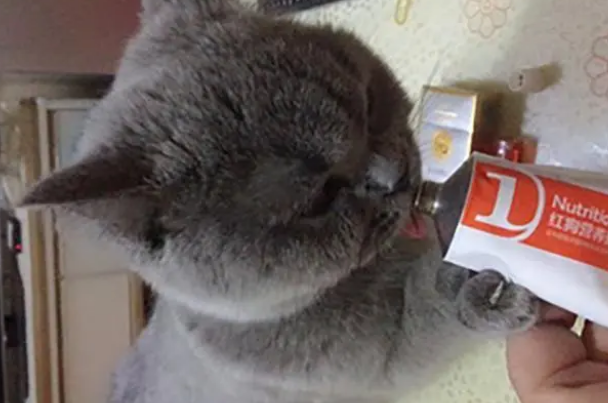 营养膏可以做猫咪的零食吗？答案显而易见，但很多铲屎官却不懂！