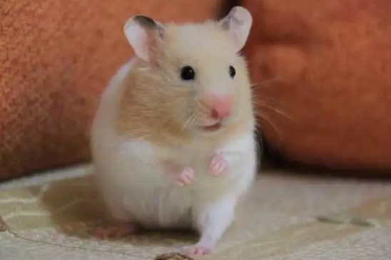 怎么给金丝熊解决生理需求？看完你就明白了～