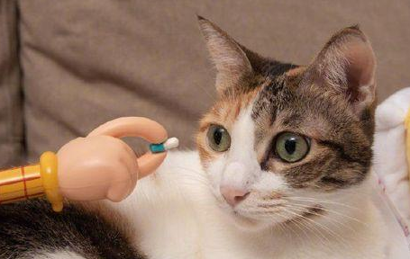 阿莫西林对猫瘟有效吗 阿莫西林对猫瘟有效吗