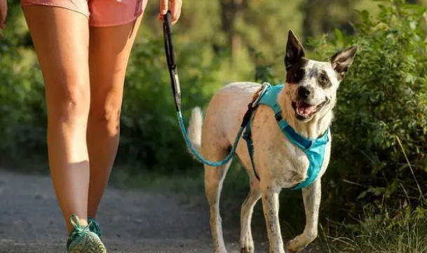 胸背带比项圈安全，最好按狗的情况买，不然只会更伤狗！
