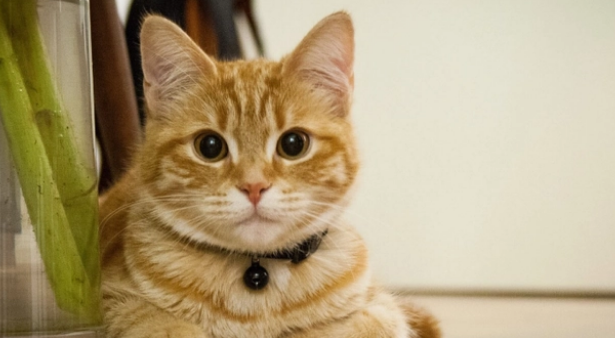 猫条—天吃多少合适