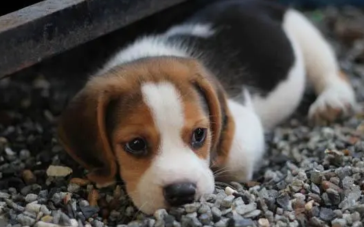 一起来看看小狗不会叫唤只会哼哼唧唧时为什么