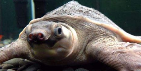 猪鼻龟和什么鱼混养好?大伙可以瞧瞧 猪鼻龟和什么鱼混养好?大伙可以瞧瞧