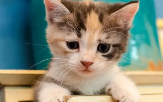 如何从容接手一只猫咪？有人寄养猫咪到你家，需要怎么做？