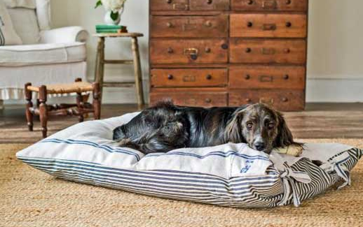 狗在窝里拉屎是抗议吗？真实原因竟是这