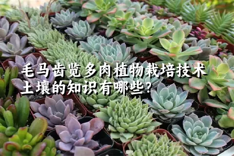 毛马齿览多肉植物栽培技术土壤的知识有哪些?