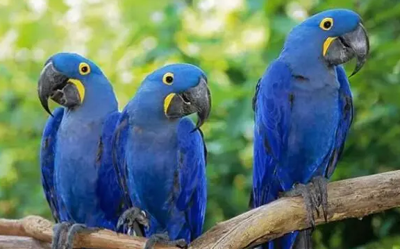 蓝紫金刚鹦鹉繁殖方式是什么?饲主来看看吧 蓝紫金刚鹦鹉繁殖方式是什么?饲主来看看吧