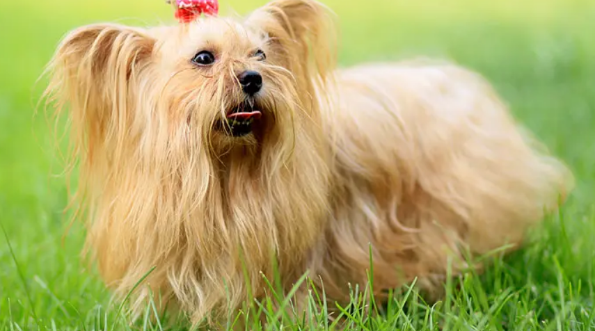 毛很长的狗是什么品种？快来了解一下