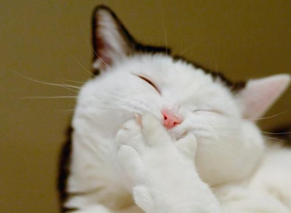 喂养攻略：刚生的小猫不吃奶是怎么回事？