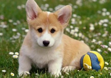 小狗不吃饭该怎么办?请查收! 小狗不吃饭该怎么办?请查收!