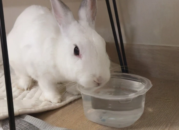 兔子不喝水会死吗？主人快来看看！