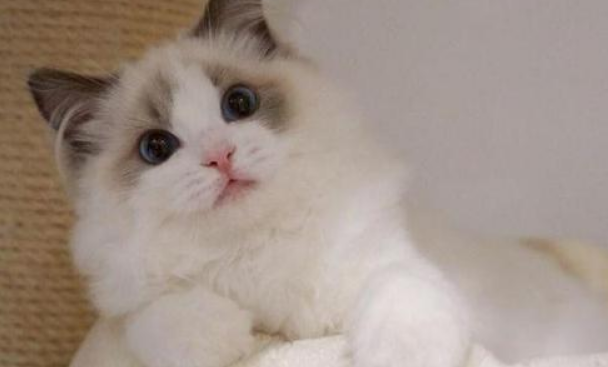 猫尾巴颤抖像触电怎么回事?铲屎官要注意! 猫尾巴颤抖像触电怎么回事?铲屎官要注意!