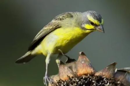 金青鸟在北方如何过冬，宠主们千万不要大意