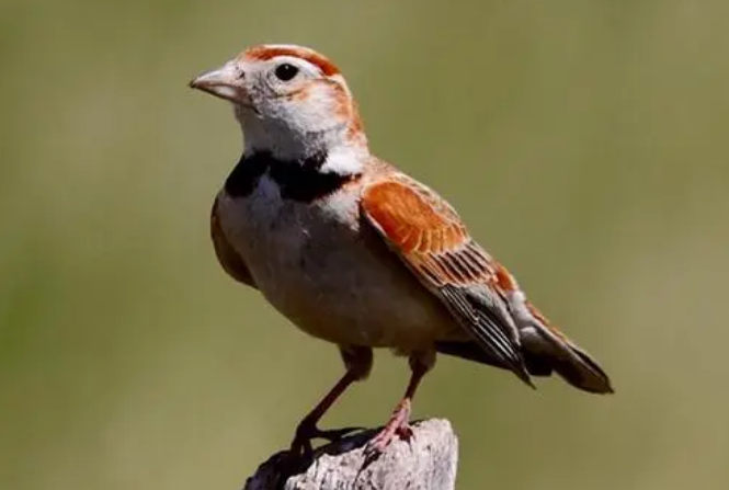 百灵鸟换毛多长时间?不妨来了解下 百灵鸟换毛多长时间?不妨来了解下