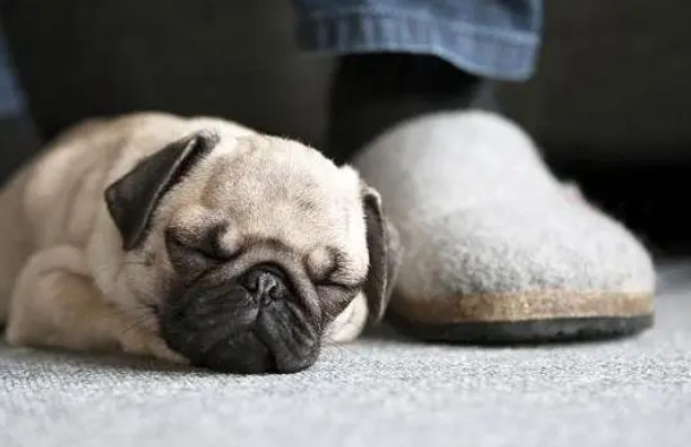 狗狗的迷惑行为：宁睡地板不睡狗窝，原因你要知道