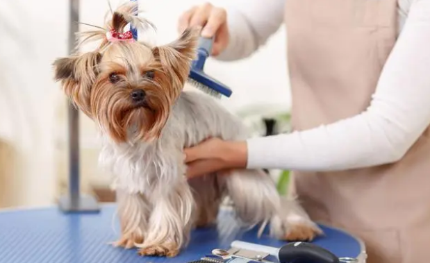 养小狗建议在家给它洗澡,简单干净,不易因宠物店感染皮肤病 养小狗建议在家给它洗澡,简单干净,不易因宠物店感染皮肤病