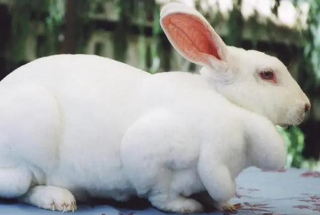 你们知道大耳白兔和新西兰兔的区别吗？