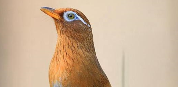 鸟养得好不好,饲料为一大关键!如何分辨鸟饲料的好坏呢? 鸟养得好不好,饲料为一大关键!如何分辨鸟饲料的好坏呢?