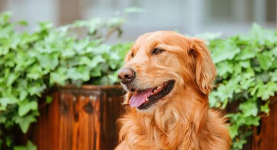 养宠日记：金毛吃什么补充微量元素有用吗