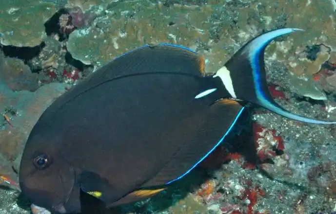 白唇吊的喂养经验分享,有这几点需格外注意! 白唇吊的喂养经验分享,有这几点需格外注意!