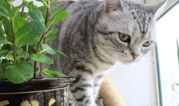 猫草为什么对猫咪很重要？来了解下吧