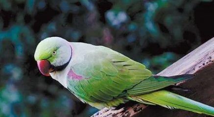 亚历山大鹦鹉怎么喂养？来瞧瞧吧