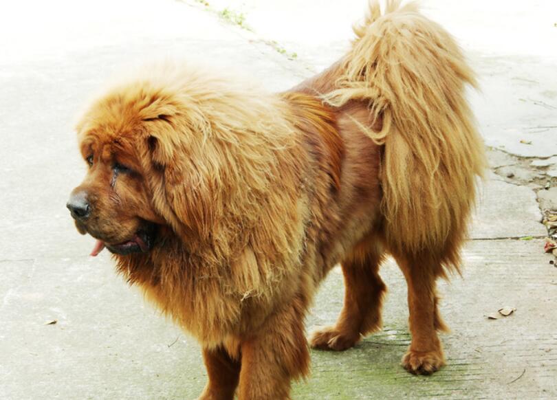 纯种藏獒怎么辨识呢，下面几种方法快来看看吧