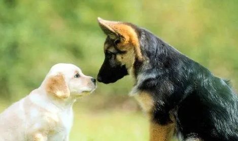 体内外驱虫对狗狗有多重要? 体内外驱虫对狗狗有多重要?