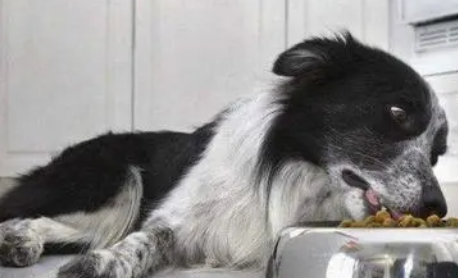 狗狗应该怎么吃狗粮？来看看吧