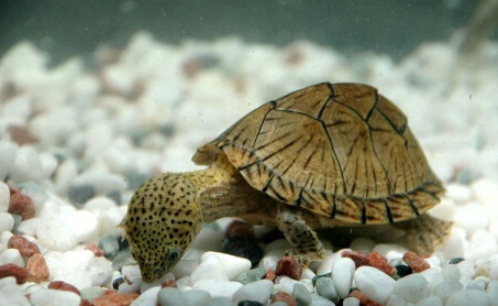 话说，剃刀龟养几只好？