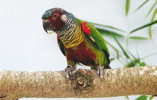 彩绘锥尾鹦鹉多少钱一只，此文有答案！