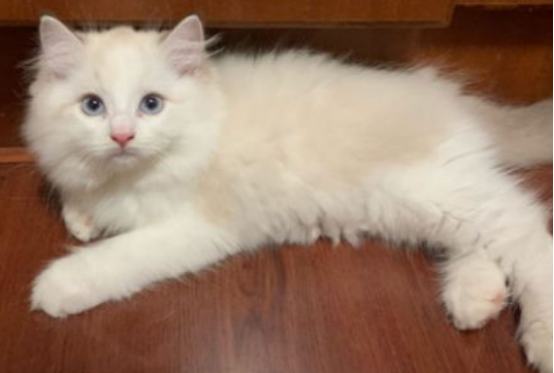 布偶猫价格的高低是由什么决定的呢？你知道吗？