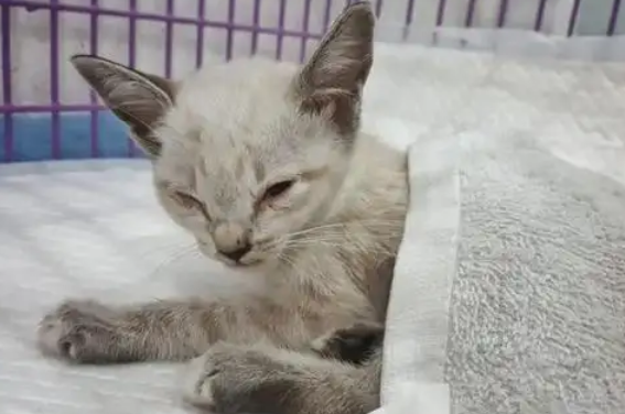 每日一问:猫冠状病毒应该怎么治疗? 每日一问:猫冠状病毒应该怎么治疗?