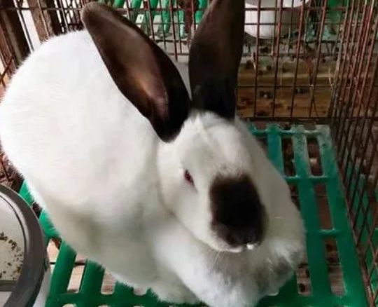 伊拉兔好养吗，过来瞧瞧吧