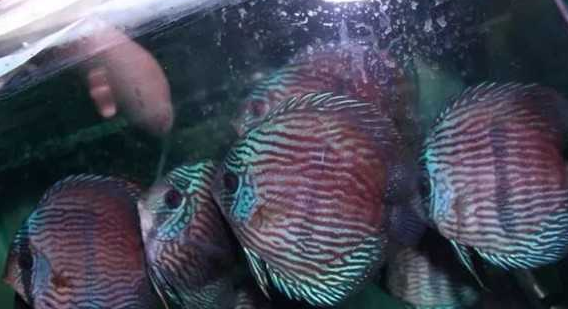 黑格尔野生七彩怎么养？新手还不赶快码住