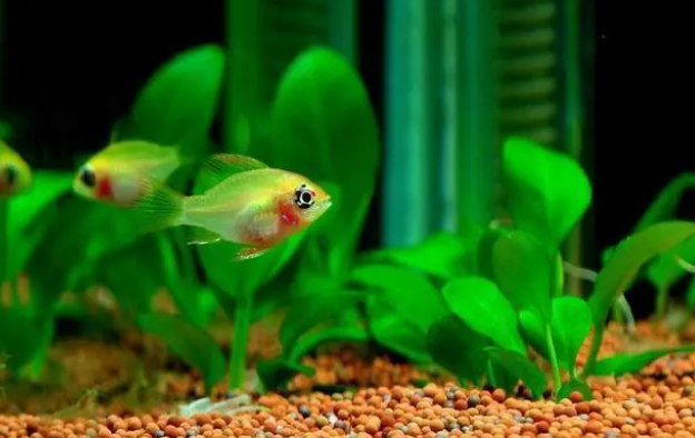 都知道观赏鱼患病要先调理水质，可鱼缸的水质我们该如何去改善？