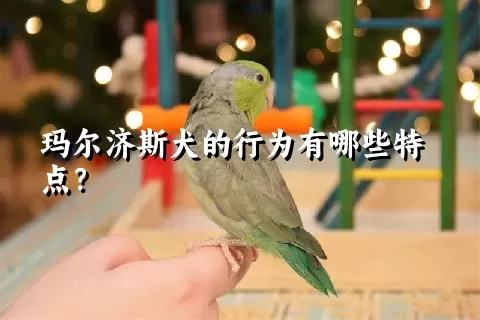 玛尔济斯犬的行为有哪些特点?