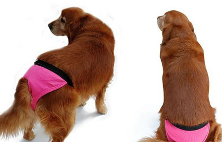 母狗来月经怎么办？来月经的注意事项是什么？