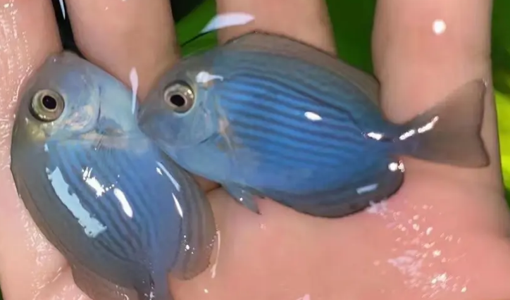 汤臣吊好养吗？掌握这些技巧，饲养很简单！