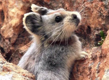 伊犁鼠兔吃什么?新手宠主可借鉴! 伊犁鼠兔吃什么?新手宠主可借鉴!