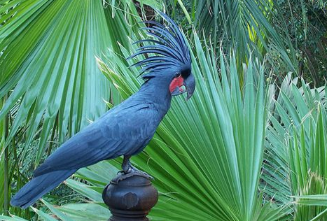 棕榈凤头鹦鹉会说话吗？有必要训练吗？