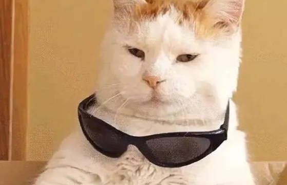 你家的猫罐头,可能都买错了! 你家的猫罐头,可能都买错了!