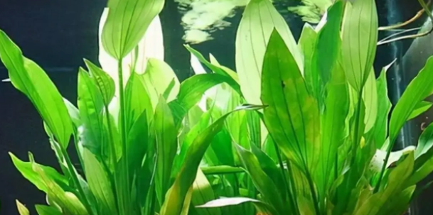 鱼缸里养水草的利弊