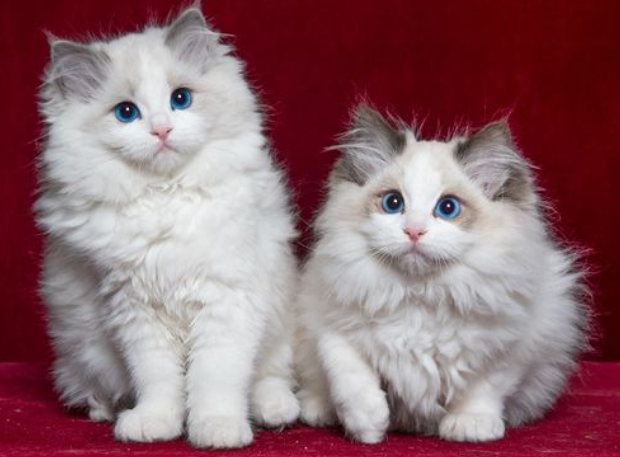 山猫布偶为什么便宜？不知道的进来看看！